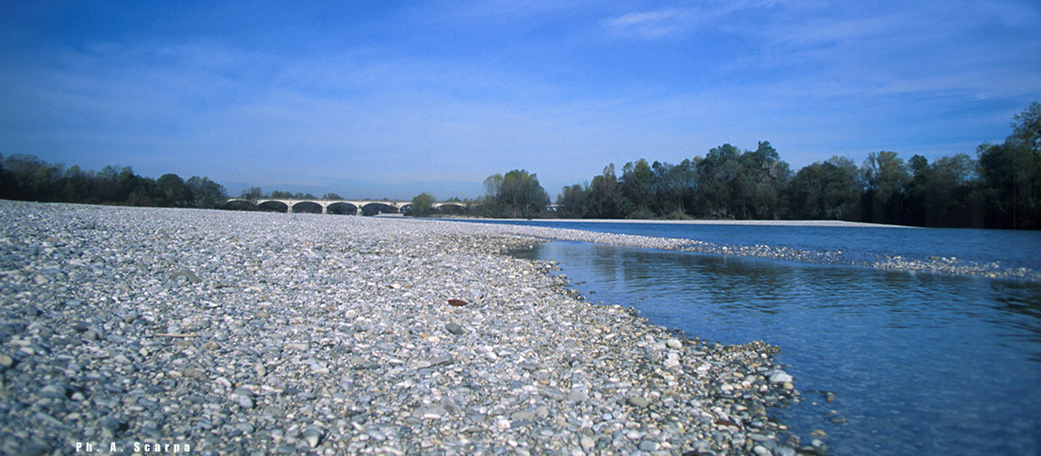 Isonzo Pieris